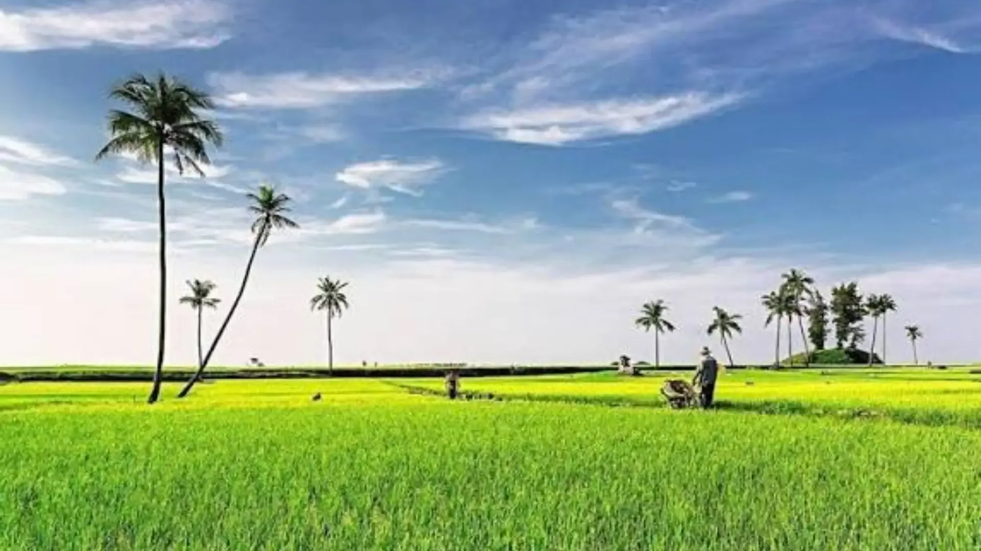 Check-in cánh đồng tỏi Lý Sơn
